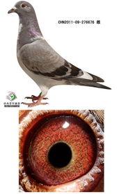 军鸽子视频,揭秘军事训练中的忠诚与智慧