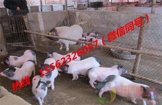 小猪养殖技术视频,全方位解析养殖技巧与要点