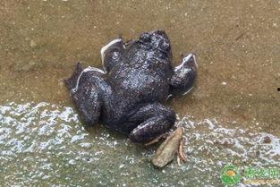 石蛙养殖技术视频教程,从入门到精通全解析