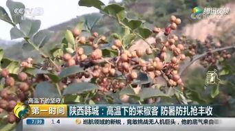 韩城花椒视频